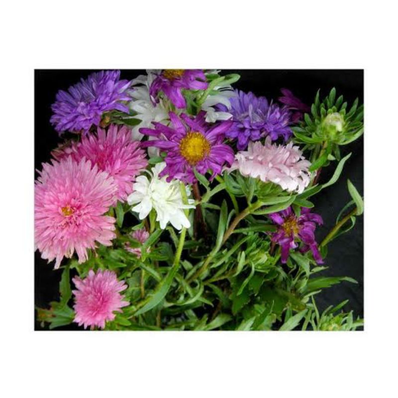 benih BUNGA ASTER RAINBOW MIX isi 2 biji bibit tanaman