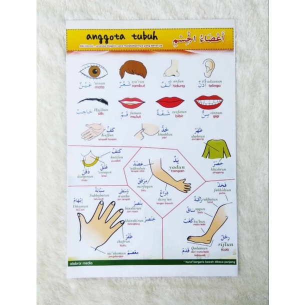 Poster Anggota Tubuh (Bahasa Arab-Indonesia)