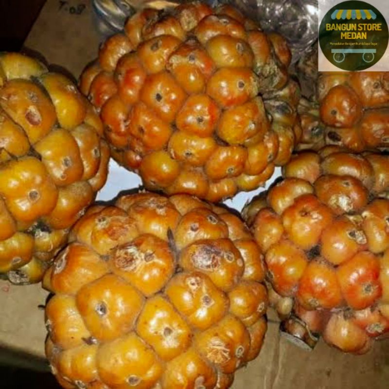 

BSM | TERMURAH Asam Cikala / Cekala / Patikala / Buah Kecombrang Segar 500gr - 1kg | Sayur online