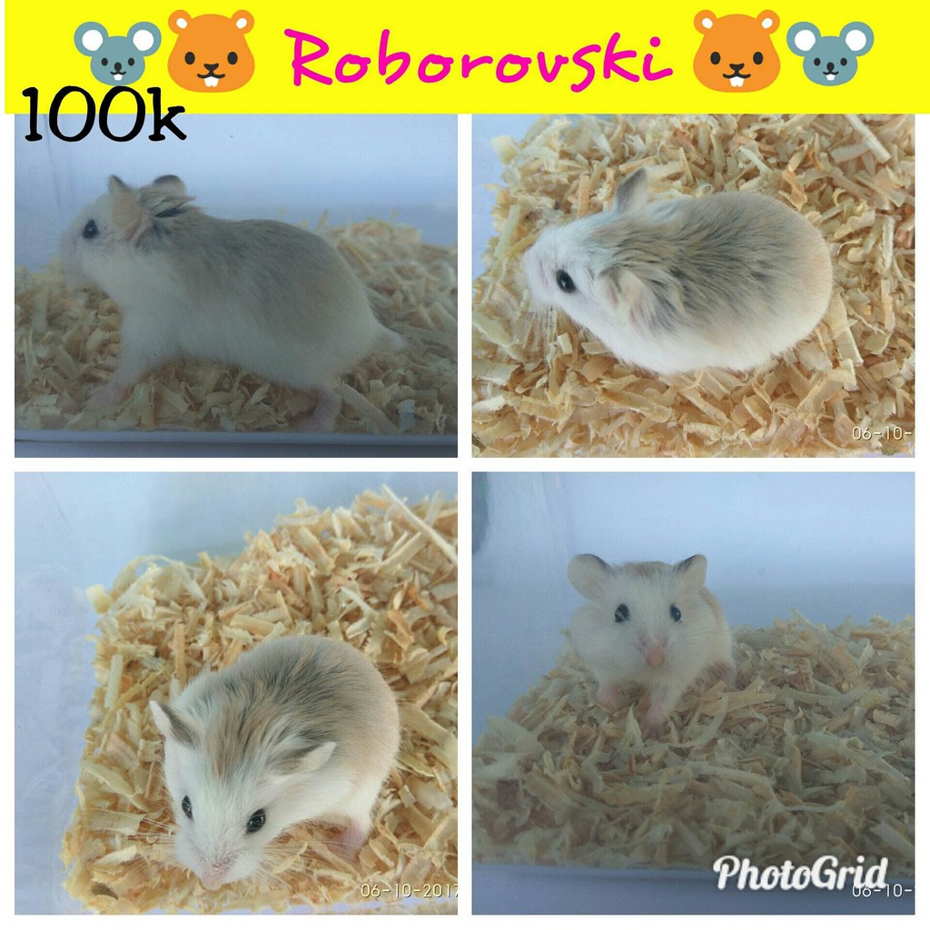 Hamster Roborovski Robo