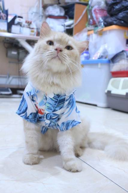 [Bahan adem] Baju pantai lucu warna biru untuk kucing dan anjing / baju kucing murah size S M L XL