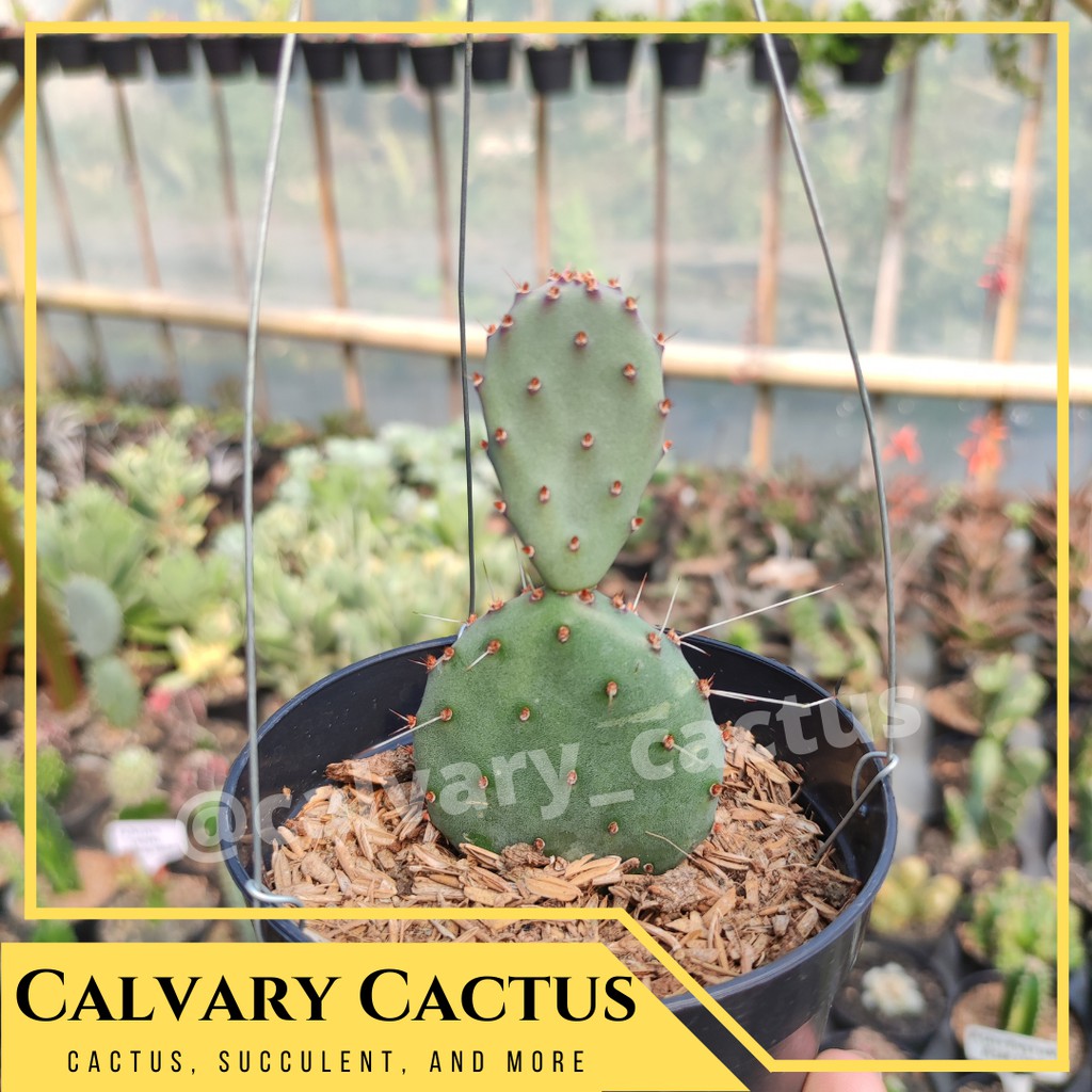 Opuntia Gosseliniana - Opuntia Santa Rita - Violet PricklyPear - Kaktus Centong Mini