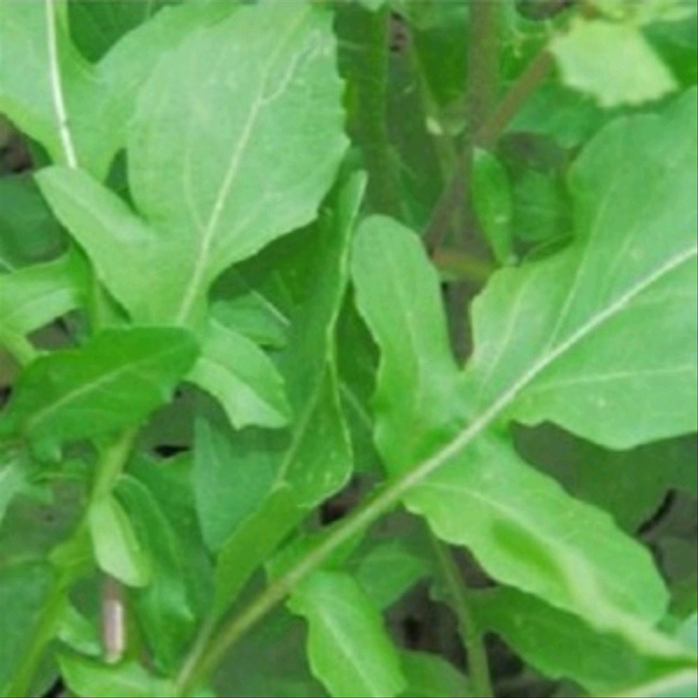100 Benih Sayur Arugula Rocket