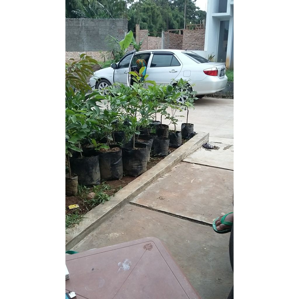 bibit buah jeruk pamelo