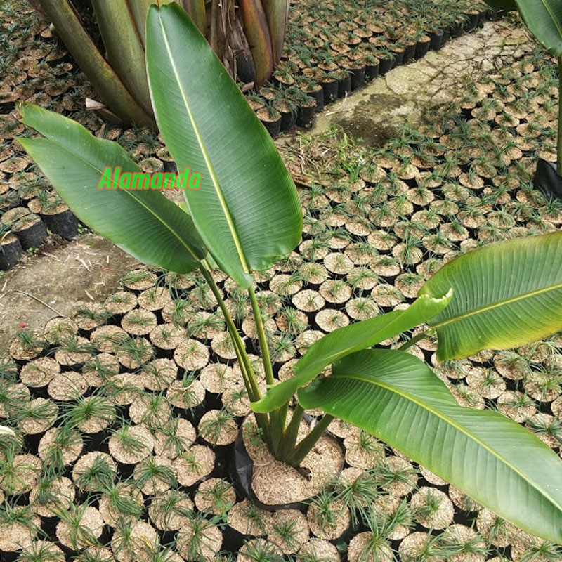 Gambar Hiasan Dari Daun  Pisang  Gambar Bagian Tumbuhan