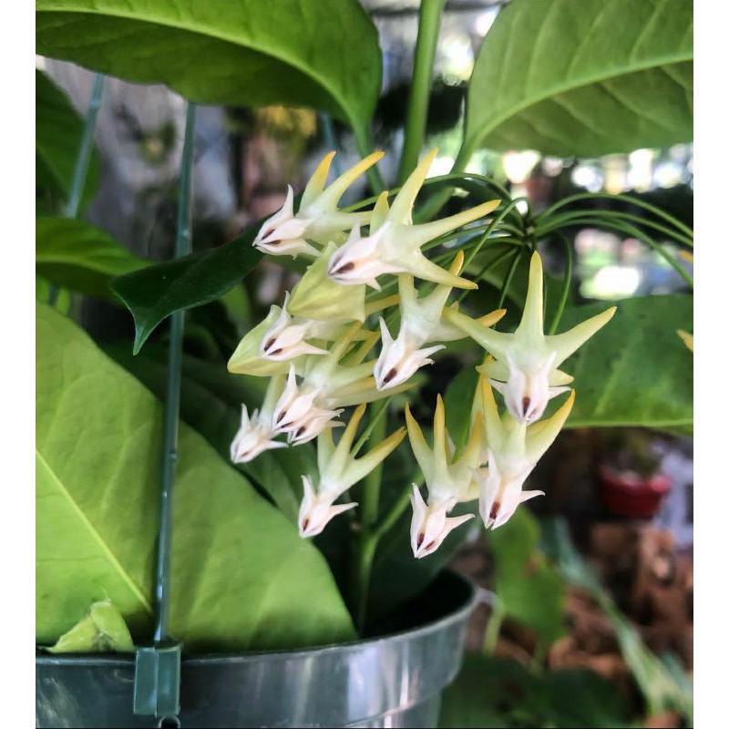 Hoya shooting star hoya multi flora