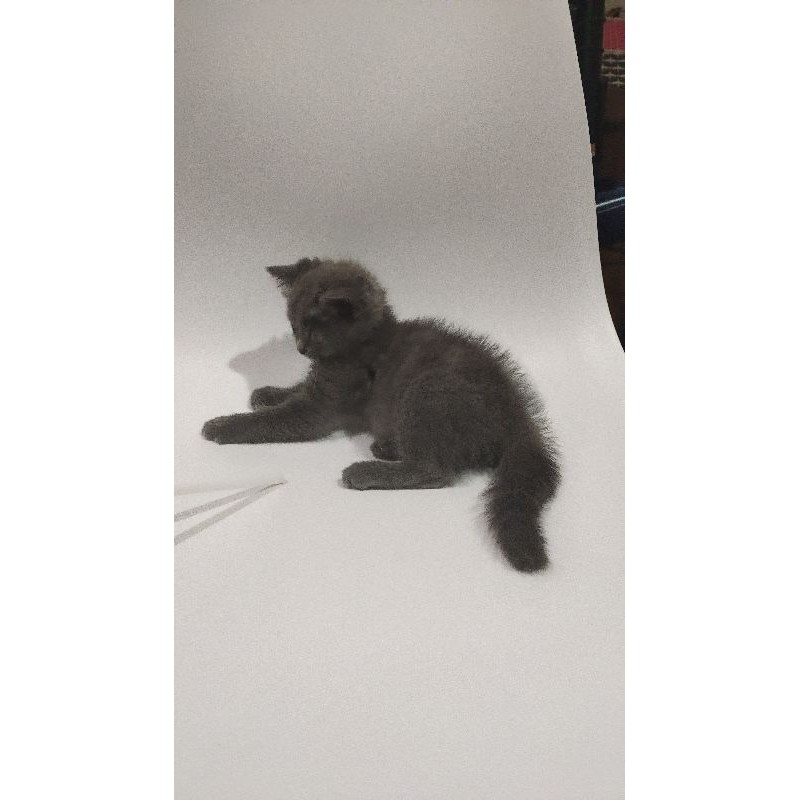 Kitten BSH Pure Non Ped Blue Solid Betina