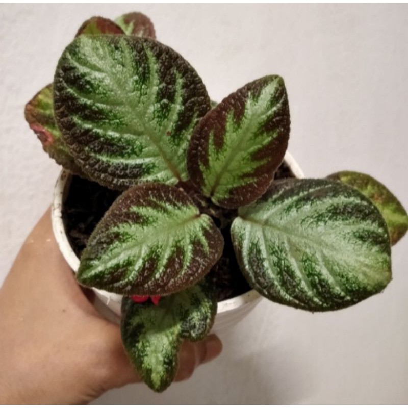 tanaman episcia,episcia bludru
