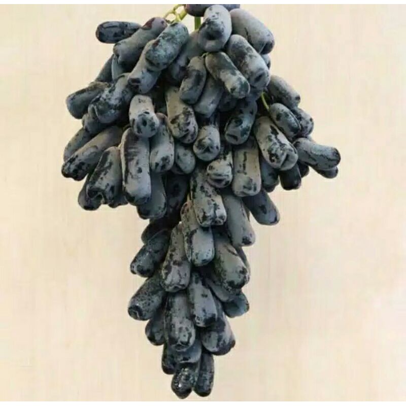 BUAH ANGGUR HITAM MOONDROPS TANPA BIJI /ANGGUR JARI TANPA BIJI/TIGAN BUAH DAN SAYUR