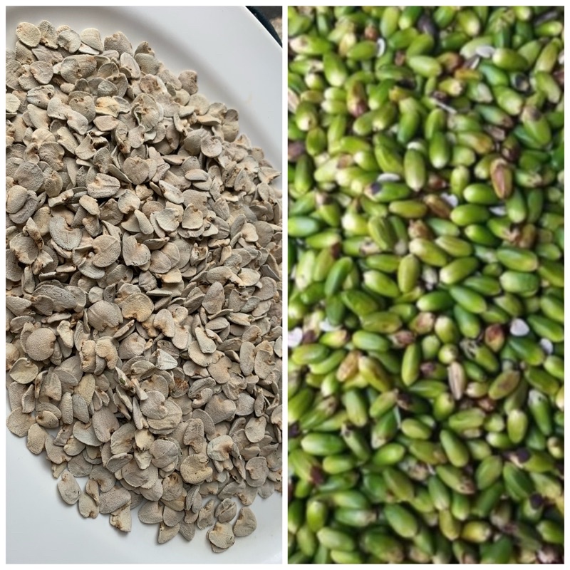 

Biji Jeruju Matang / Tua