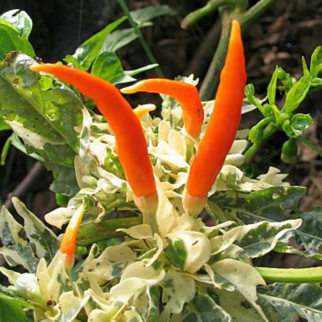 [ Paket Isi 10 Seed ] Cabe Hias Cabe Unik Cabai Belang Varigata Cabai HOT PALETTE PEPPER