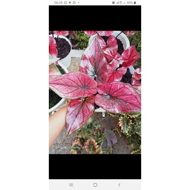 anakan keladi hybrid H22 bukan caladium red stone