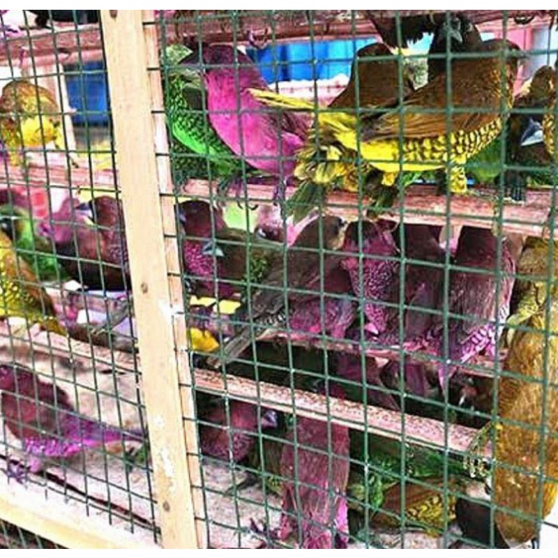 Burung Emprit Warna Warni - Burung Pipit Murah