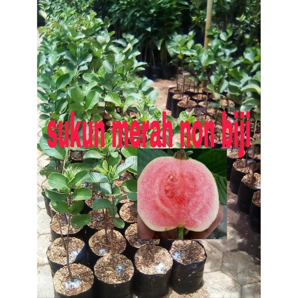 

JAMBU MERAH NON BIJI