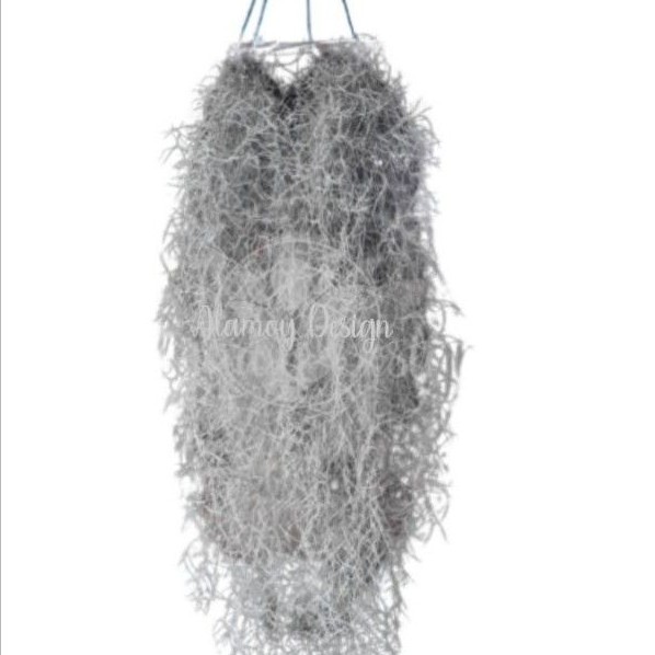 Tanaman Hias jenggot musa - Tanaman hias gantung jenggot musa