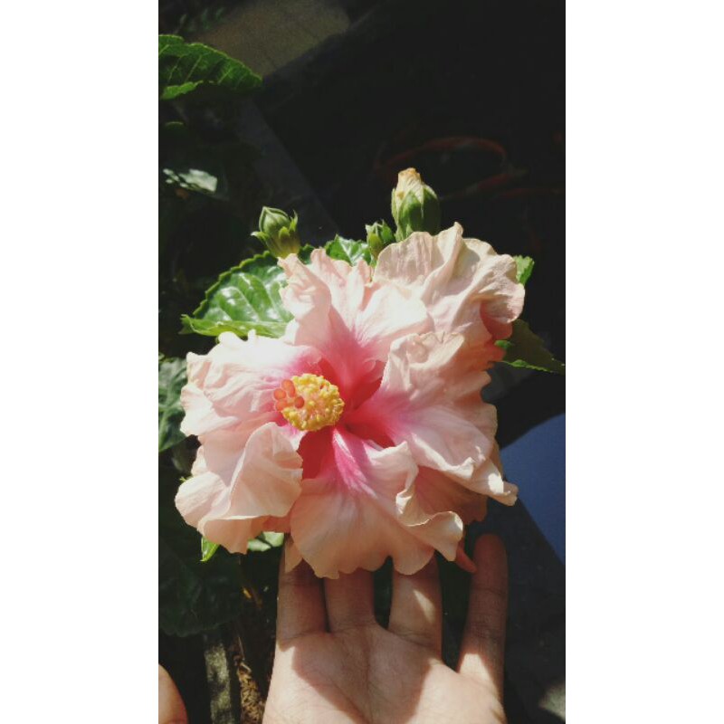 Bunga Sepatu Besar Jumbo - Tumpuk/ Rumpuk