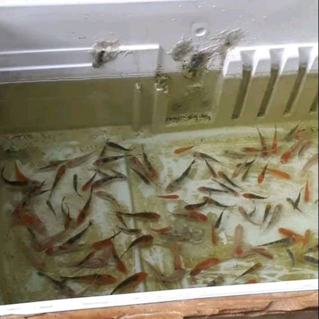 IKAN KOI ANAKAN UKURAN 3-5CM