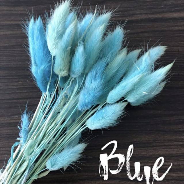 Lagurus blue/bunny tell