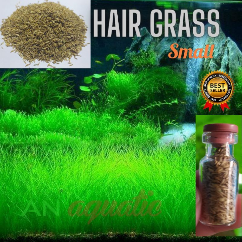 Jual Bibit Benih Tanaman Air Mini Hair Grass Hairgrass Seed Aquascape  Aquarium | Shopee Indonesia