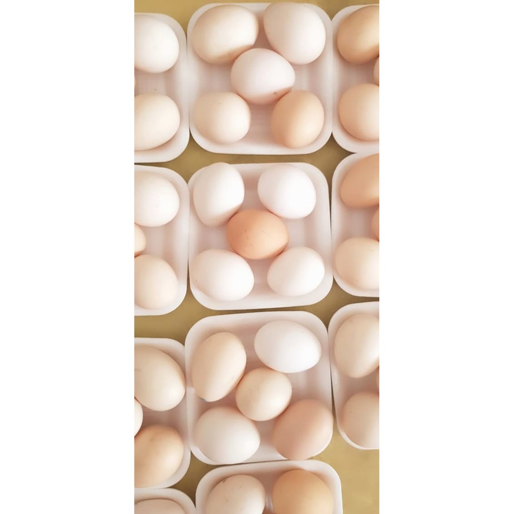 

Telur Ayam Kampung Organik OMEGA 3 (1pack isi 5 butir)