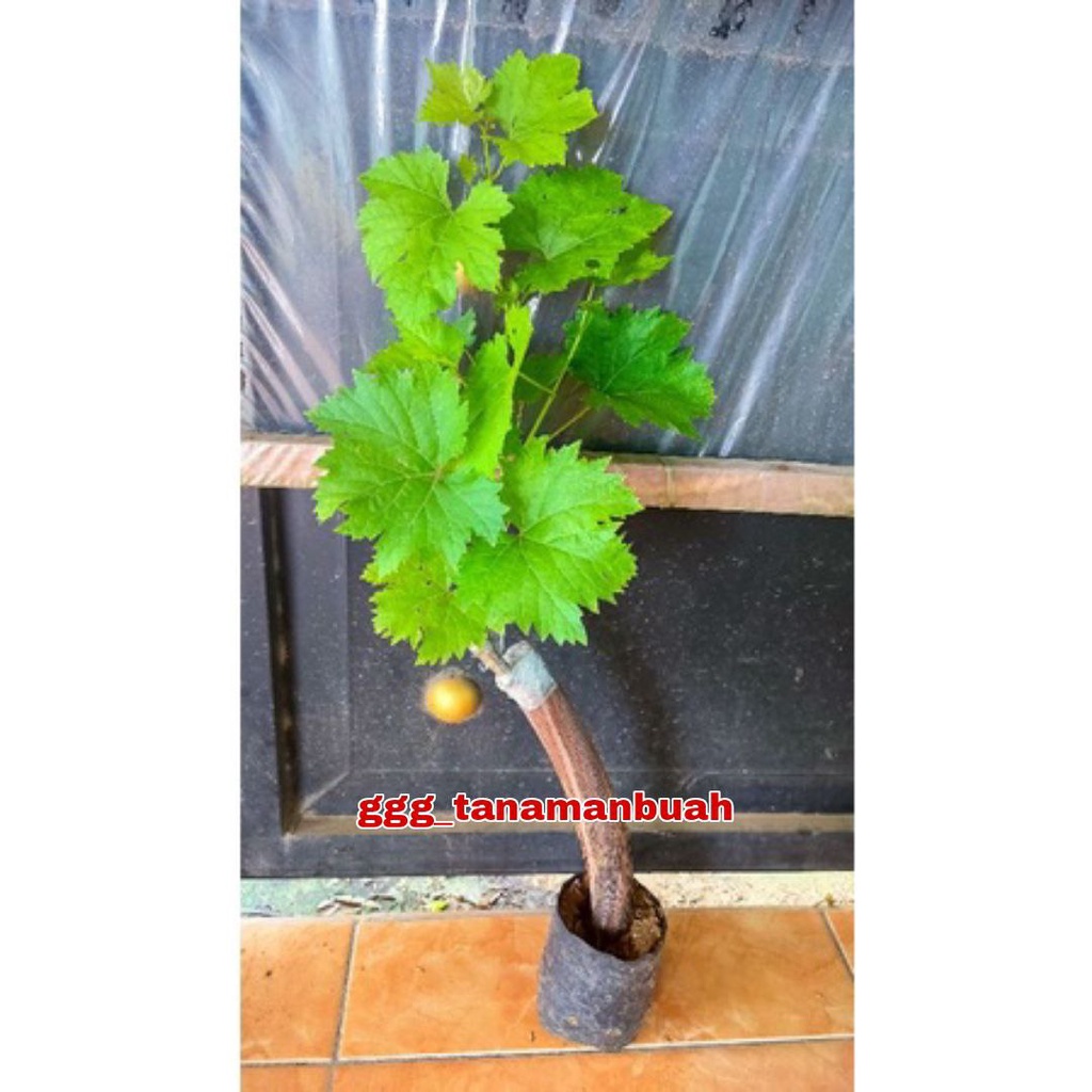 Bibit Anggur Shine Muscat Grafting Cepat Berbuah