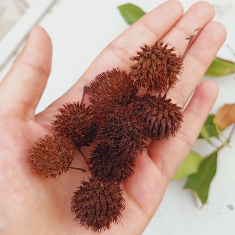 

bunga kering POM POM Dekorasi Rustik Dried Flower Marigold pinus biji rustic Gandum Lagurus bunytail