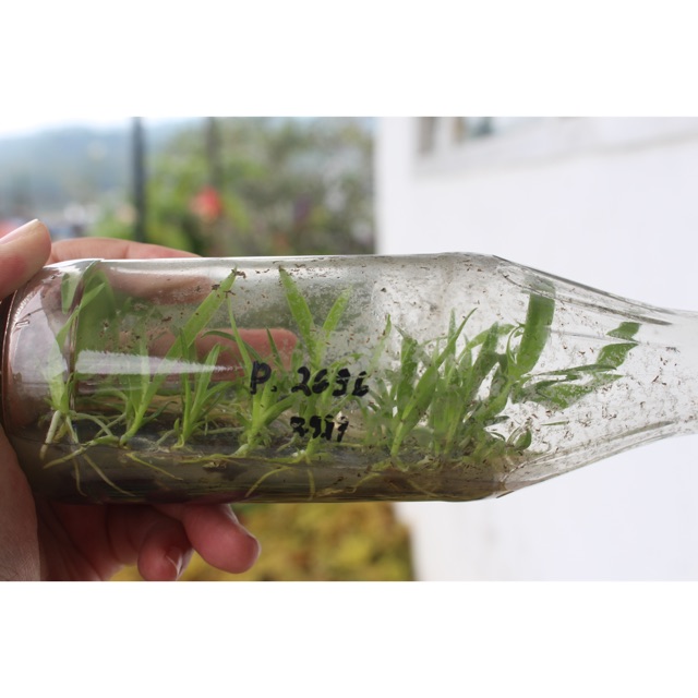 Bibit Anggrek Dendrobium dalam Botol