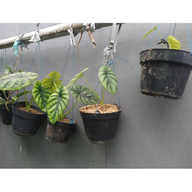BUNGA hias / TANAMAN hias /KELADI raga manusia / alocasia tengkorak manusia.