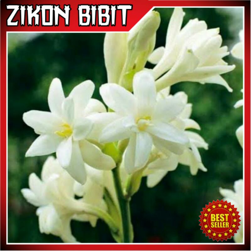 Bibit bunga sedap malam Super unggul Murah [BISA COD]