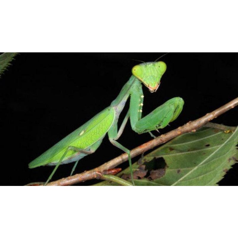 Belalang Sembah/ cangcorang/ deye/ prayingmantis