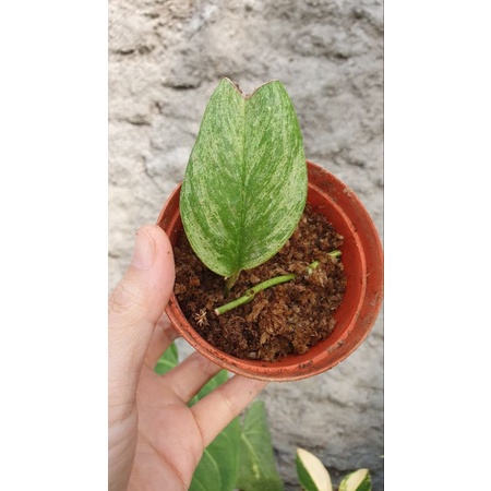 scindapsus treubii moonlight varigata (tunas)