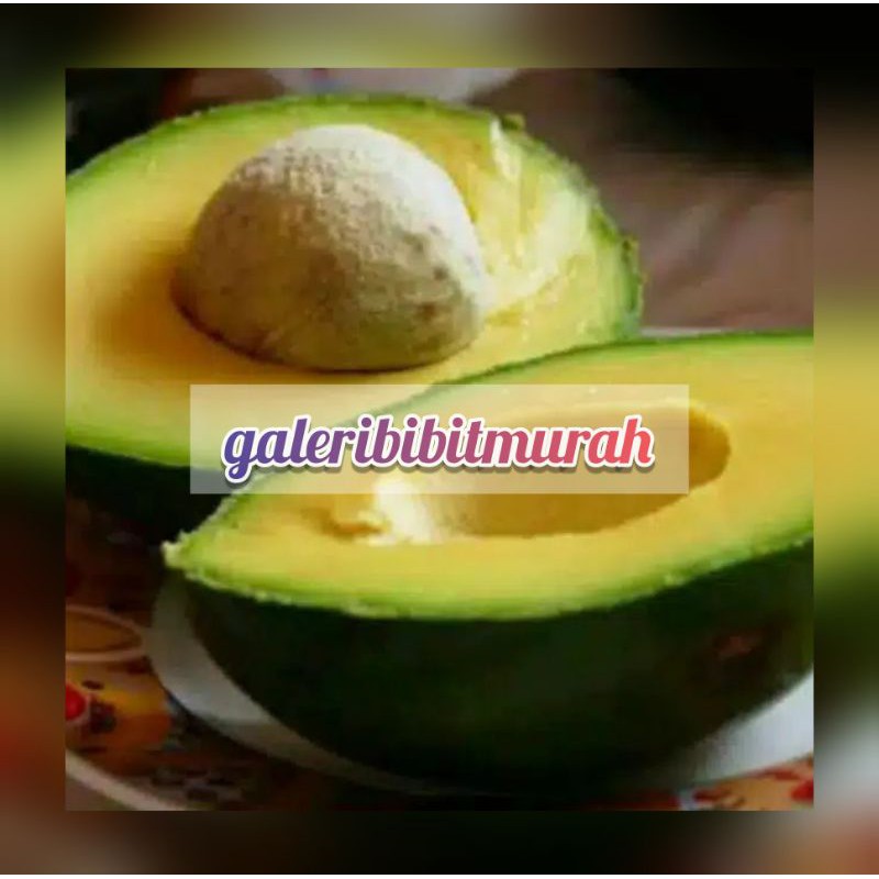 BIBIT ALPUKAT MIKI JUMBO