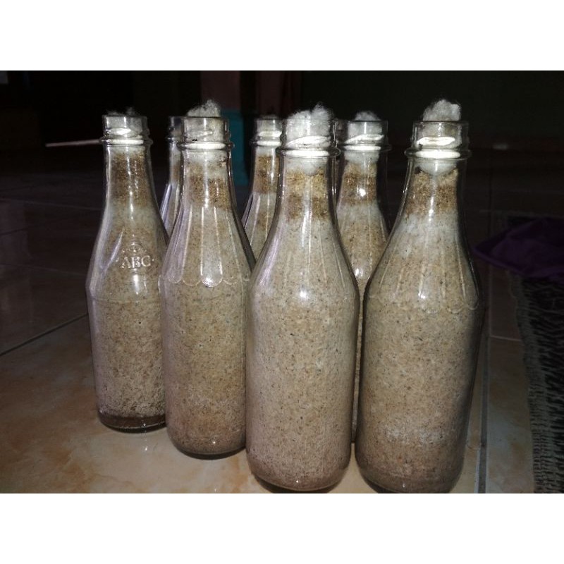 

bibit f2 jamur kuping