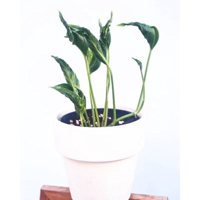 Promo TanamanHias Epipremnum/Epipremnum aureum Shangrila Variegata