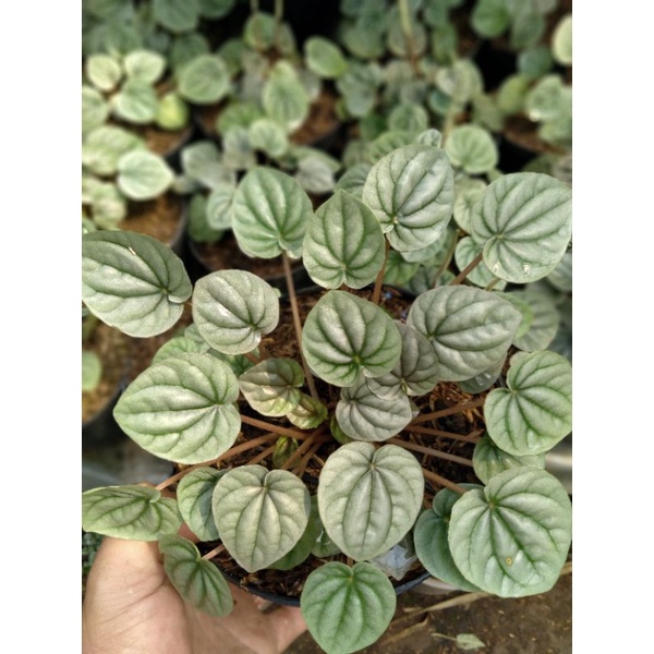peperomia capareta argenta peperomia silver
