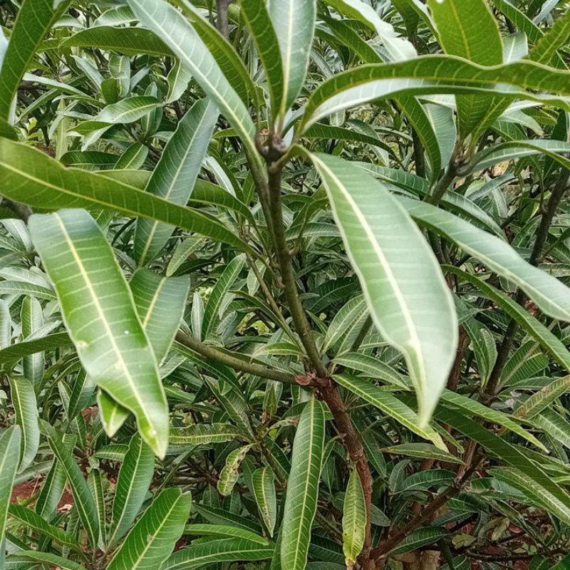 entres mangga import ice cream