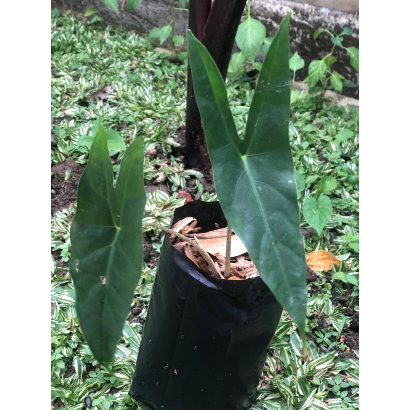 alocasia longiloba anakan. #zebrina #tigrina #alocasia