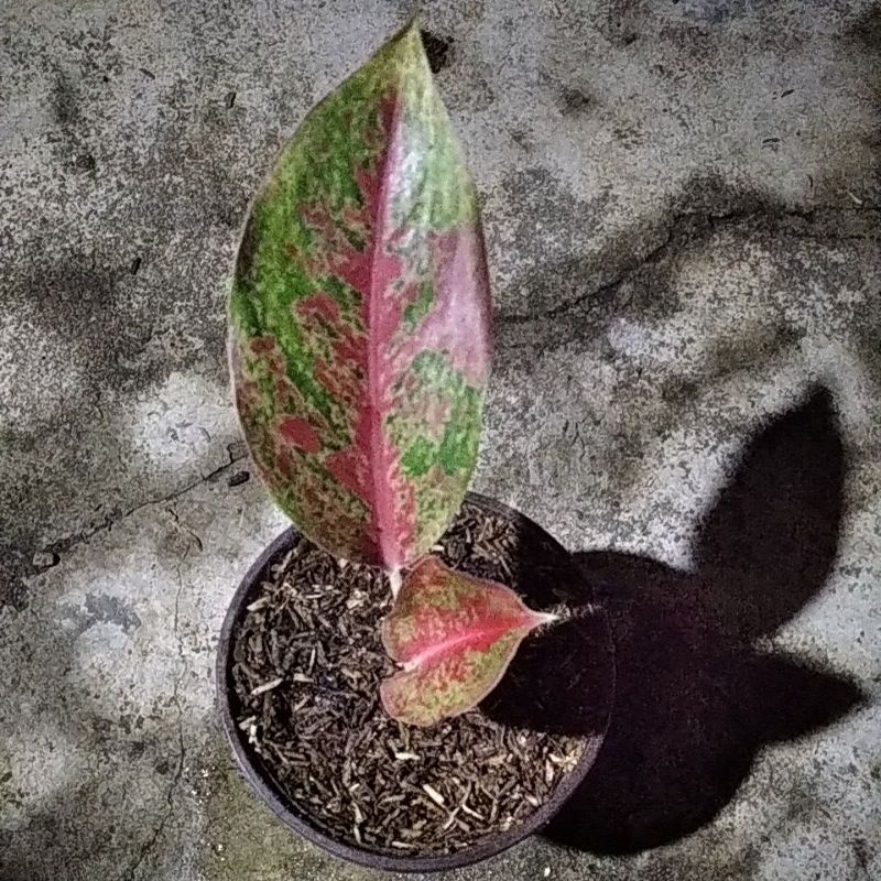 aglonema yohana beby