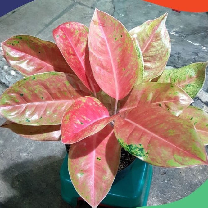 Bunga Aglonema Dewasa Big Roy Daun Banyak Murah Tanaman Hias Aglonema Big Roy