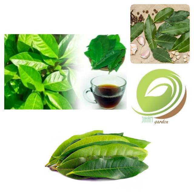 

daun salam segar 250 gram