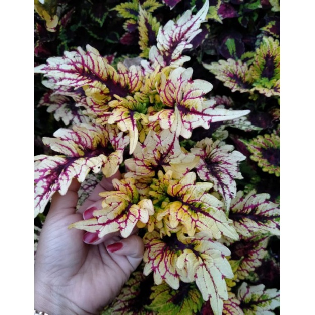 Miana Sultan Cendrawasih/Daun Miana/miana cantik/Daun hias