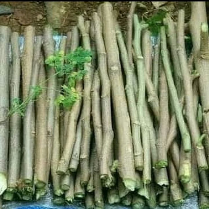 bibit pohon kelor / bibit stek pohon kelor