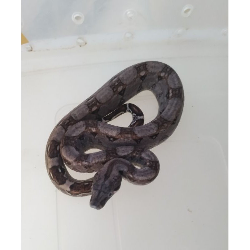 Boa pastel baby BCI hasil breeding ( hasil ternak )