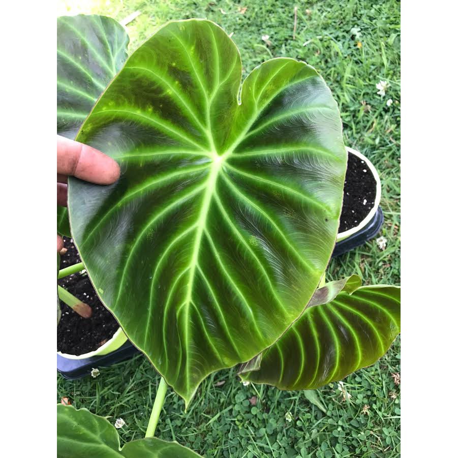 tanaman hias remusatia vivipara