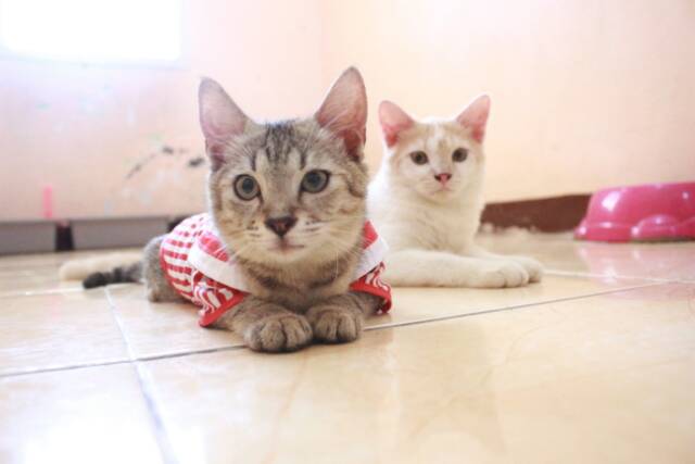 Kemeja ala sailor list merah lucu untuk kucing dan anjing size S-XL