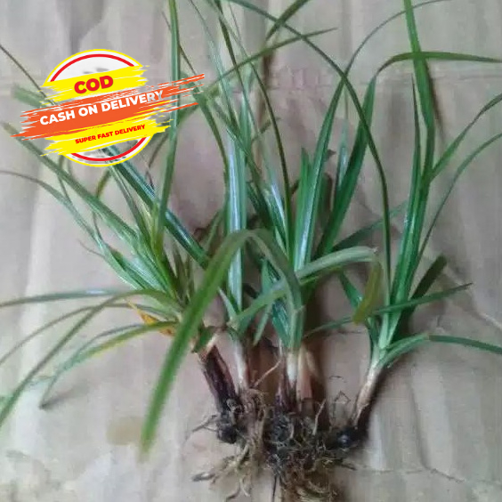 

Dau rumput teki segar Per 300 Gram