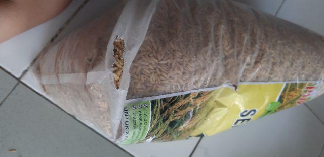 Benih Padi Unggul Indrida Sertani 14 Bibit Padi