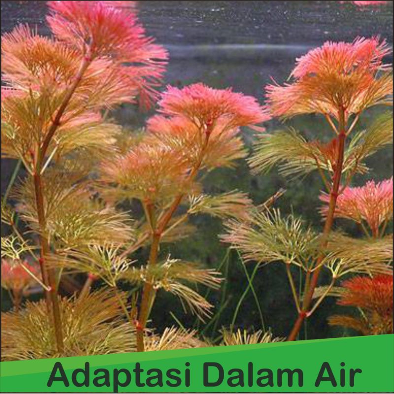 tanaman aquascape cabomba red