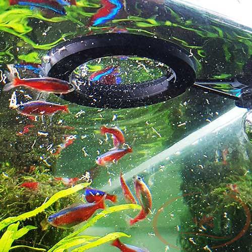 Ring Pemberi Makan Ikan Floating Feeding Ring Top Aqua ROUND 7.5 cm