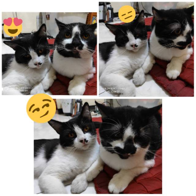 evanperkasakrajenbrink